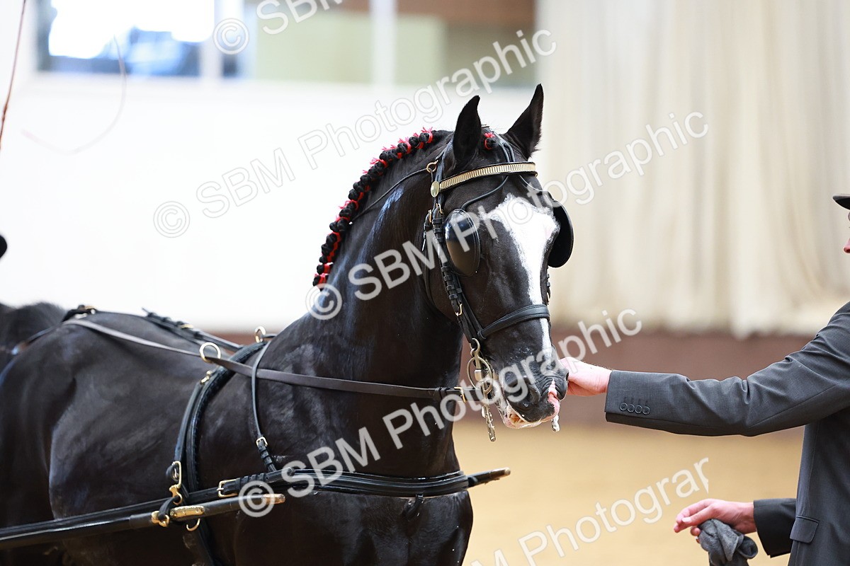 SBM_001019 - Class 13  - HHS Championship Intl Hackney Horse to a Show Wagon