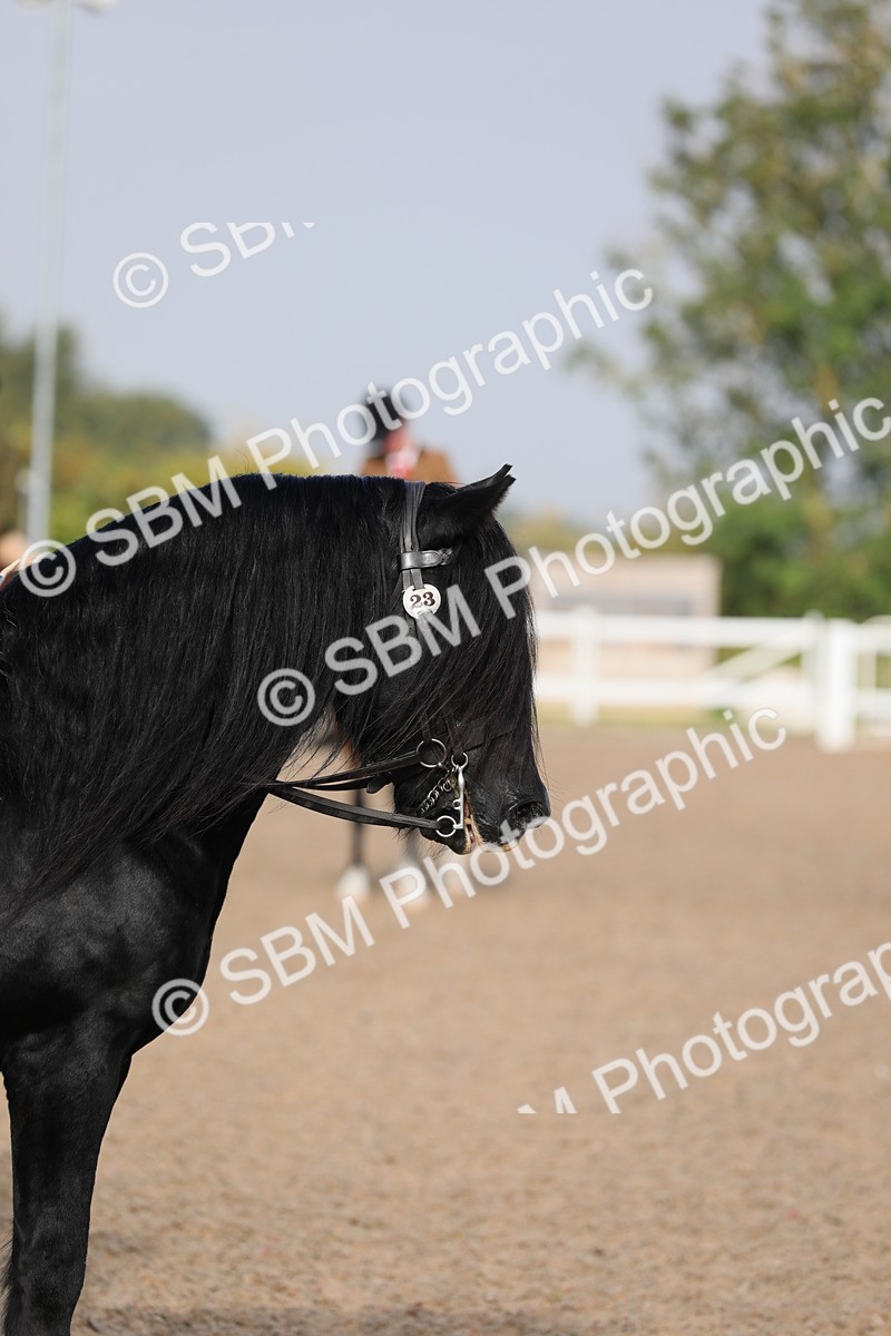 SBM_10114 - Class 302 Ridden M&M -Large Breeds