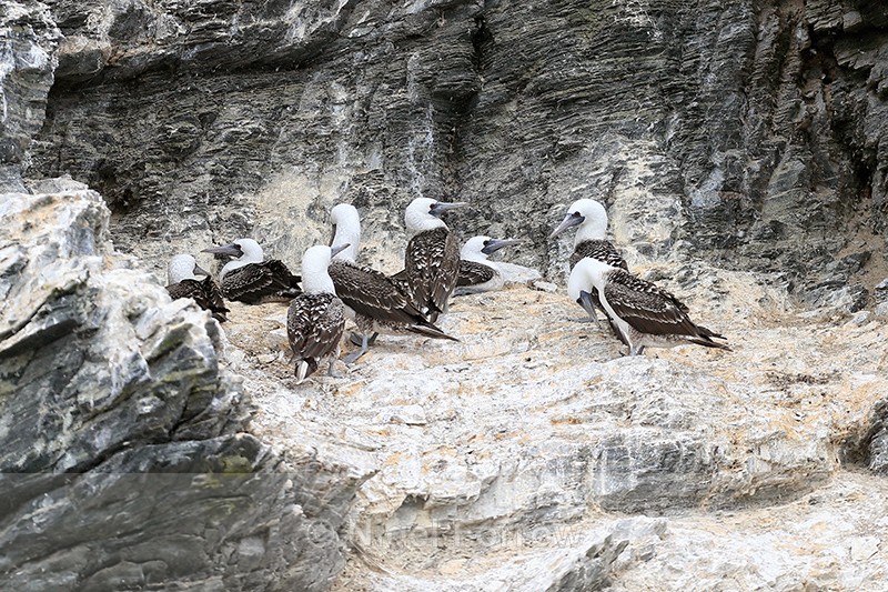 Peruvian Boobies on cliff ledge, Chanaral Island, Chile - Peruvian Booby
