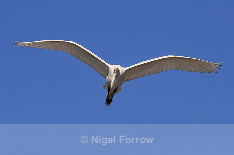 Great Egret flying, Gatorland, Florida - Great Egret