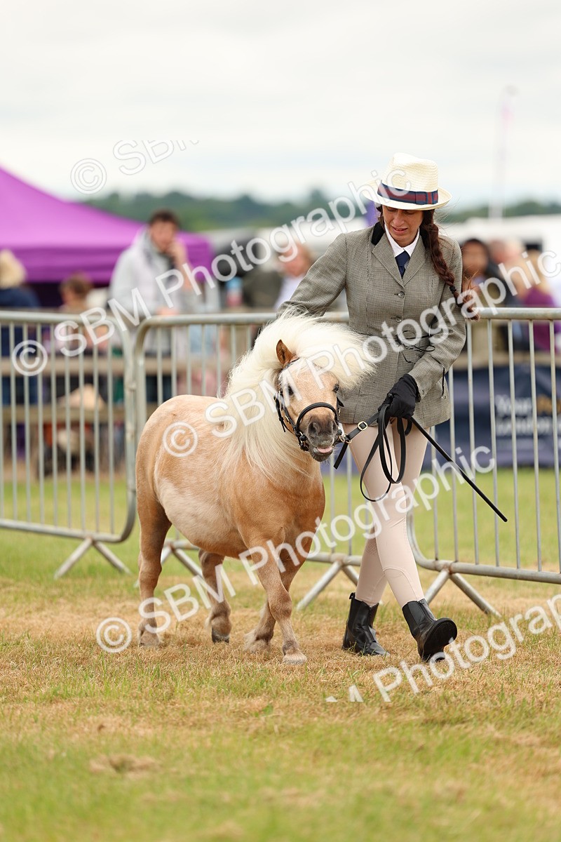 SBM_04436 - Class 64-67 - Shetland Pony In Hand