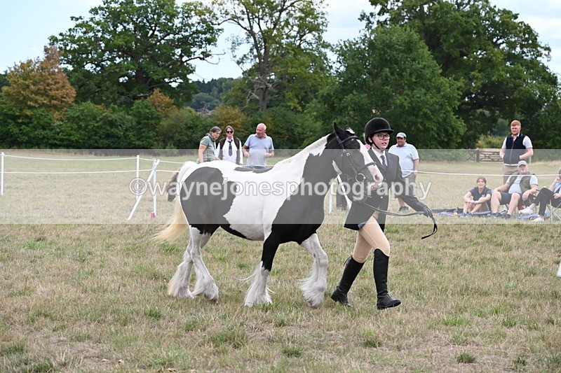 WJ6_5720 - Class 18 In-hand Coloured