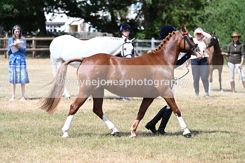 WJ7_1565 - Class 4 Prettiest Mare up to 14.2hh in hand
