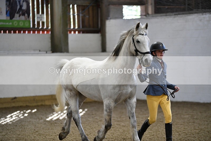 WJ5_4544 - Class 3 Part Bred In hand