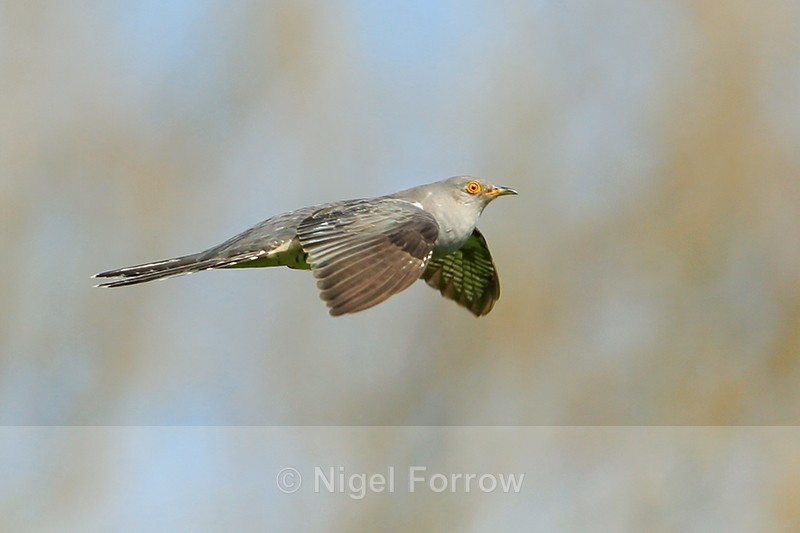 Cuckoo (male) flying with head up, Otmoor RSPB - Cuckoo