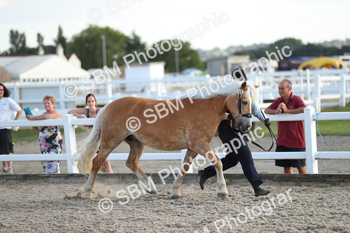 SBM_08911 - Class 29 IH Veteran Pony