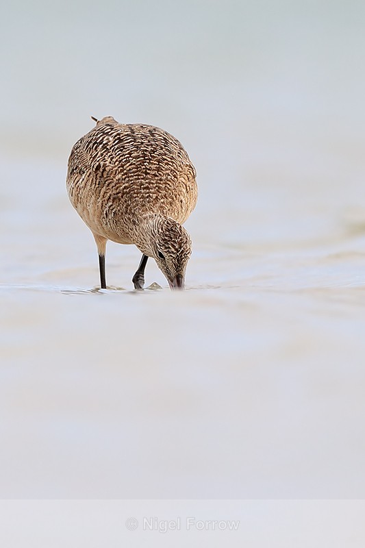 Marbled Godwit looking for food in lagoon, Fort De Soto Park, Florida - Marbled Godwit