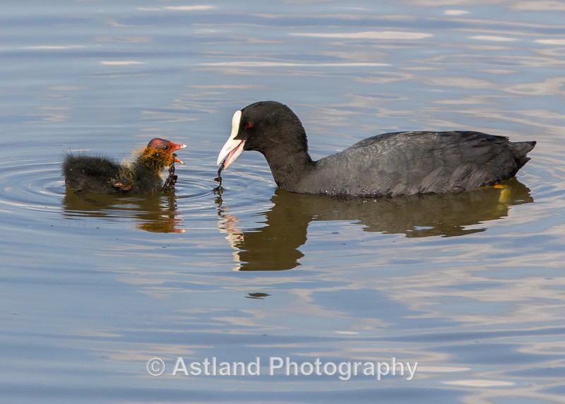 Astland Photography, Bird and Wildlife Images, Susan and Peter Wilson, U.K.