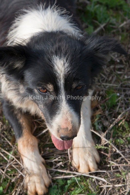 YR6M5544 (RM) - Working Dogs