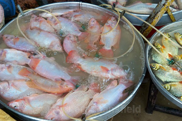  - Vietnam
