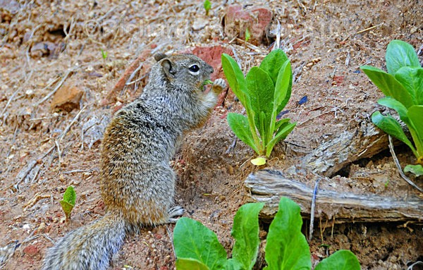 Image #3 - Zion National Pk.- 2011