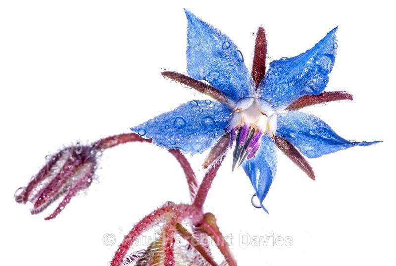 Borage (Borago officinalis) - Plants - WB