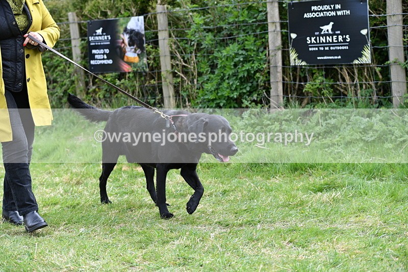 WJ5_9463 - Class 3 Most Handsome Dog