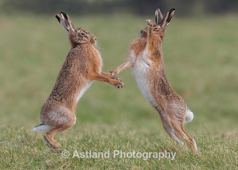 Brown Hare - Latest Images