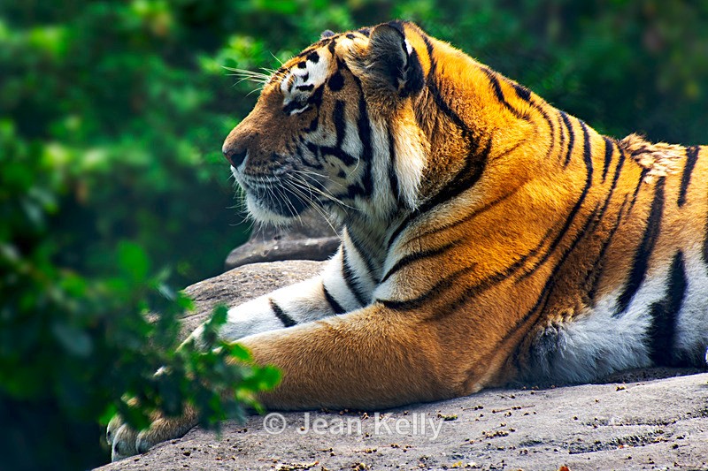 Amur Tiger - DSC_9522 - Cats