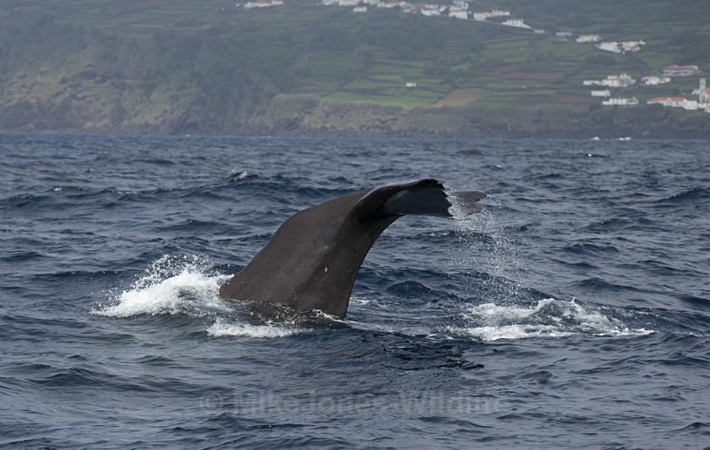 Sperm Whale Fluke, Pico Island, Azores - WHALES & DOLPHINS ( PICO, AZORES MAY 2013 & 2014 )