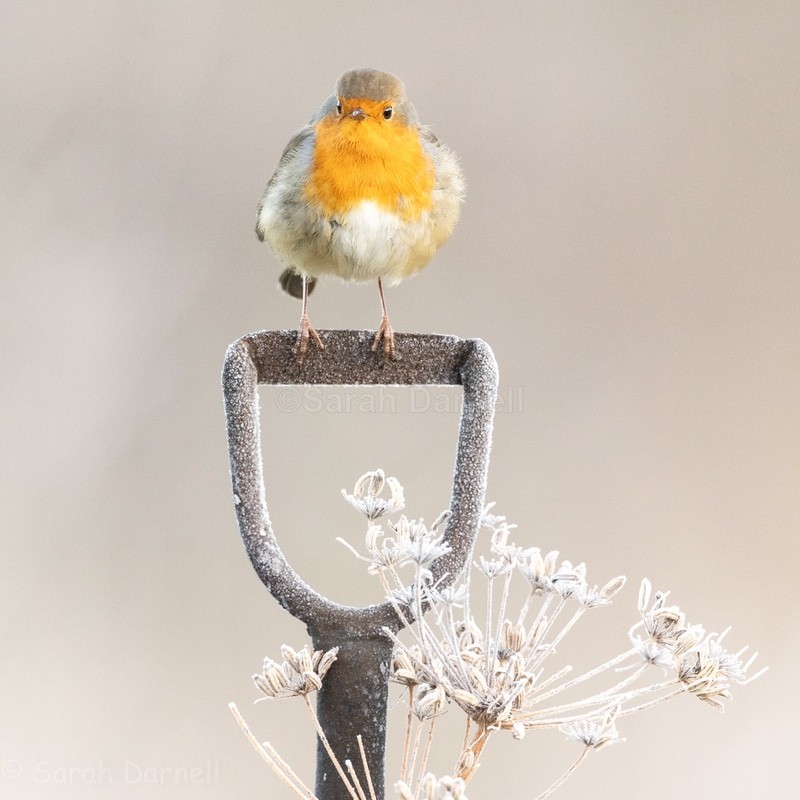 Winter Robin SD20266 - Greeting Cards