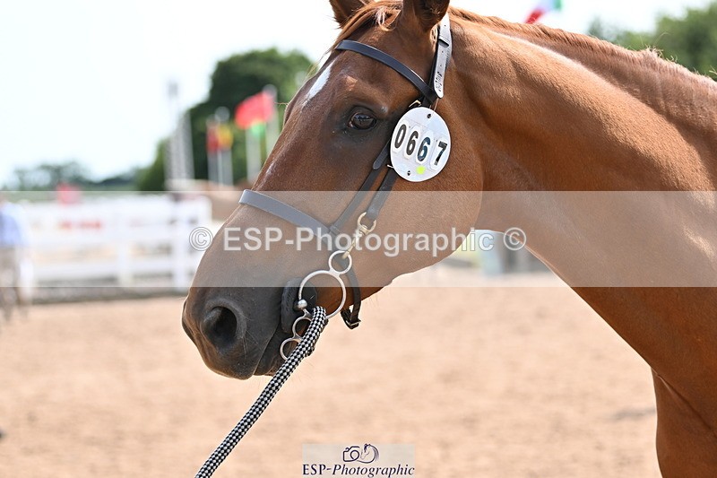 240717A-155344-03153 - Trot Up 3pm to 4pm