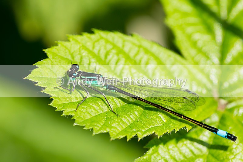 20150711-3K8A9005 - Insects