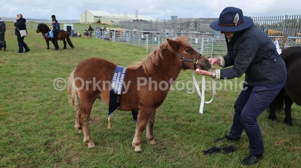untitled-7212 - Shetland Pony Show