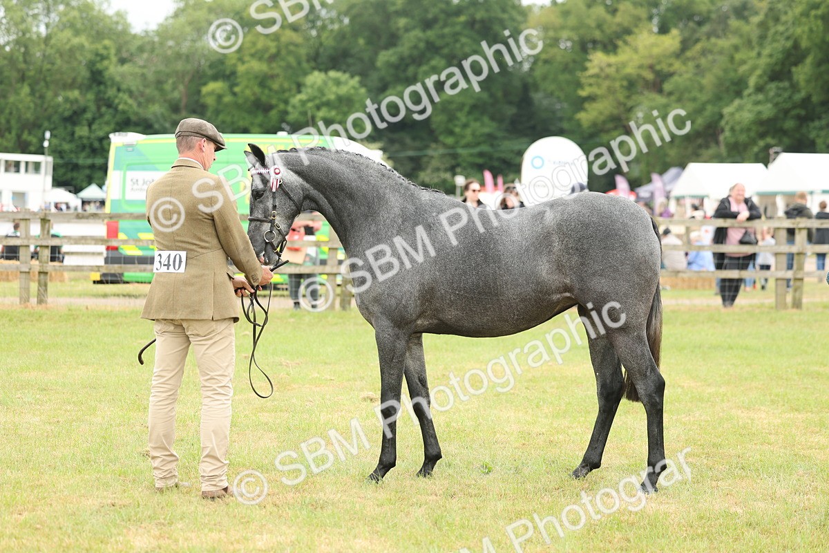SBM_05479 - Class 68-73 - Riding Pony Breeding