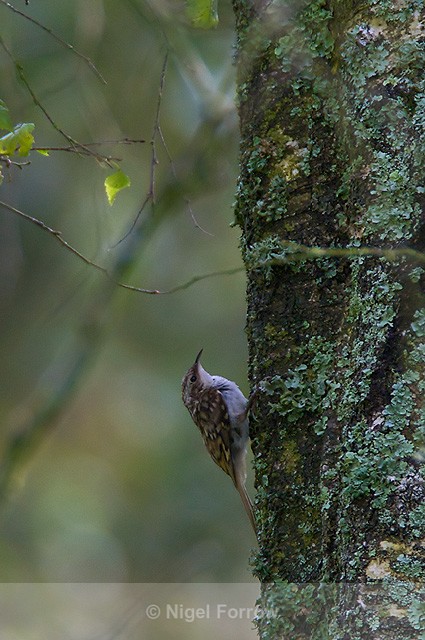 Treecreeper on a tree trunk at Arne - Treecreeper