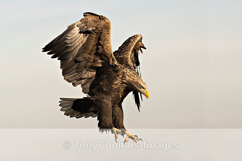 White-tailed Eagle - Eagle Hides
