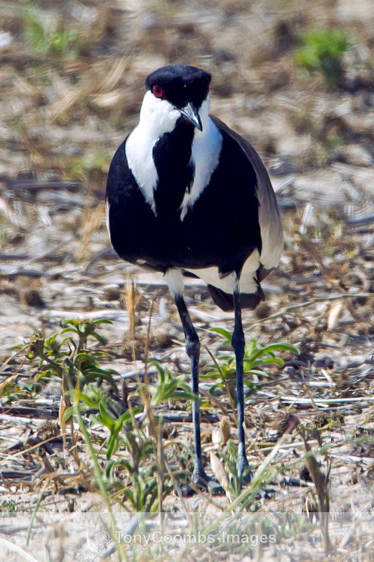 Spur-winged Plover - Turkey