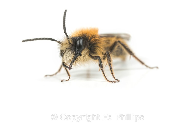 Andrena fulva (m) - Andrena fulva