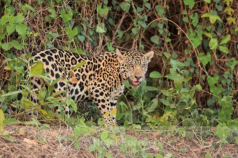 Female Jaguar cub standing still, Rio Sao Lourenco, Brazil - Jaguar