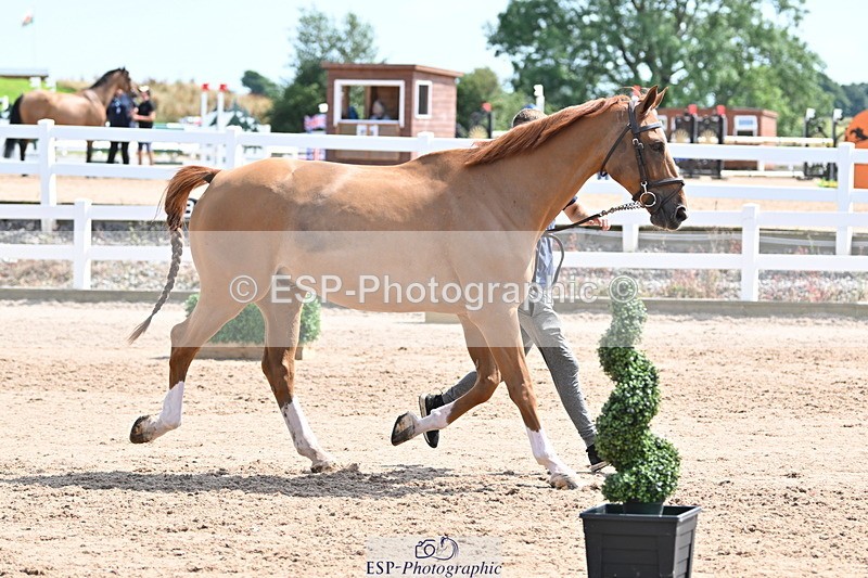 240717A-151302-02648 - Trot Up 3pm to 4pm