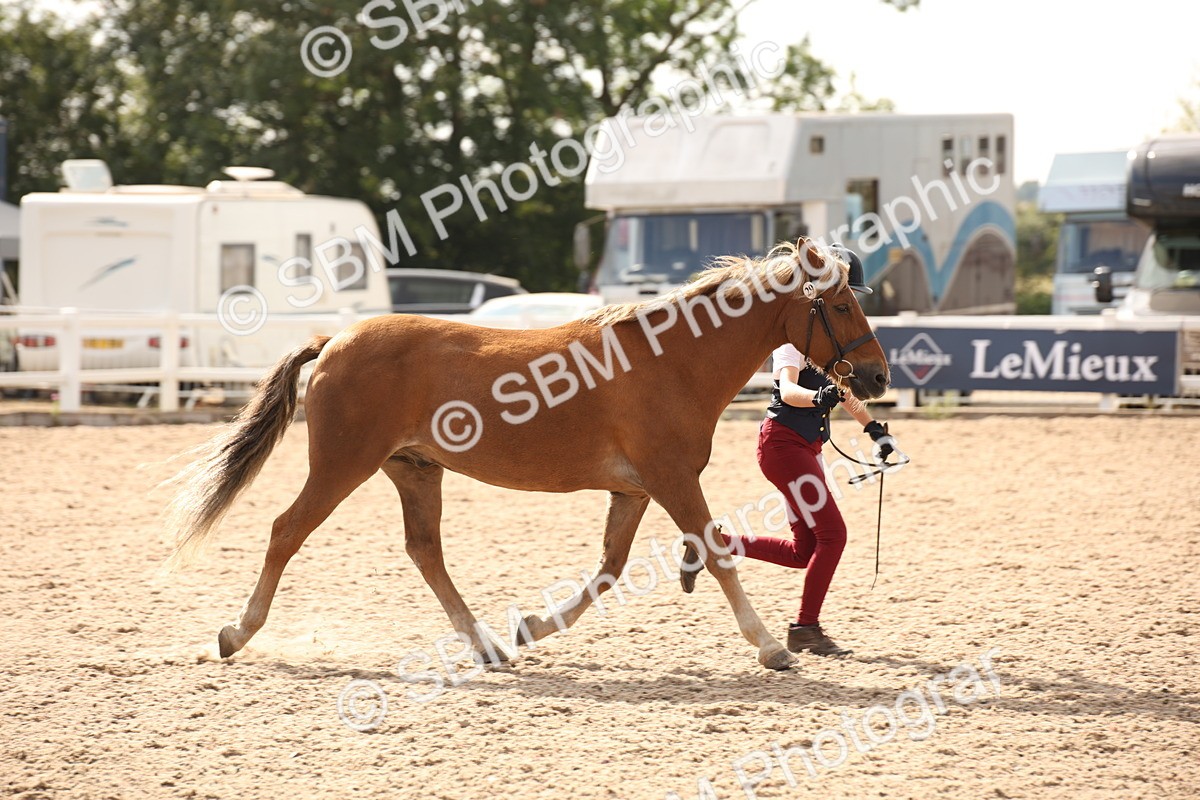 SBM_08138 - Class 27 - IH Competition Horse-Pony