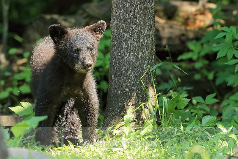 Black Bear cub front view, Minnesota - American Black Bear