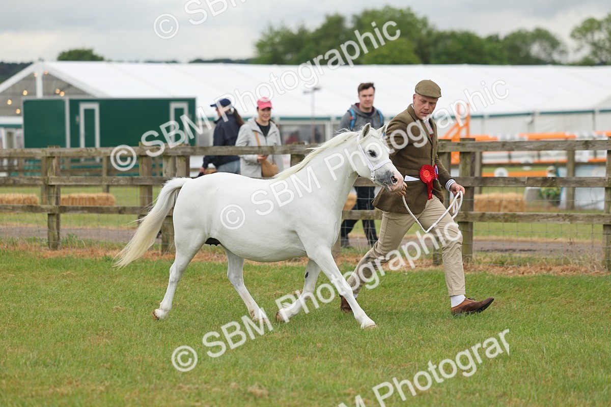 SBM_01695 - Class 50-57 - M&M Welsh Pony In Hand