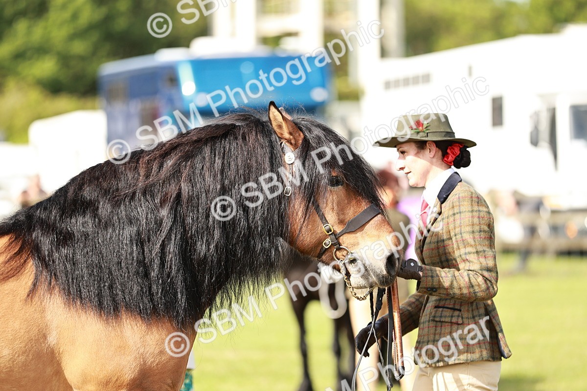 SBM_00828 - Class 14-23 - Mountain & Moorland In Hand Non Welsh