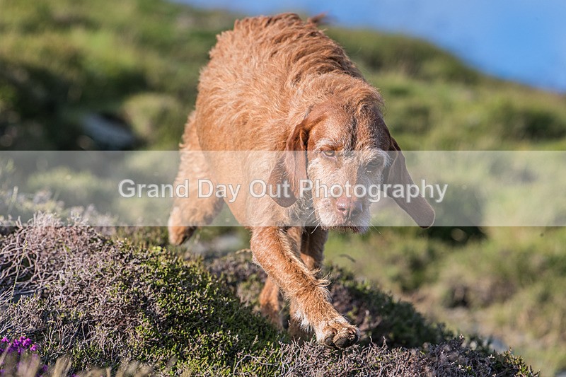 Gategill-361 - Gategill Fell Race Wednesday 2nd July. 2025
