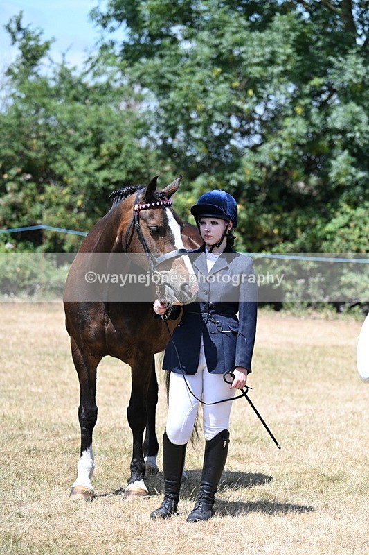 WJ7_2486 - Class 5a Most Handsome Gelding in hand (above 14.2hh)