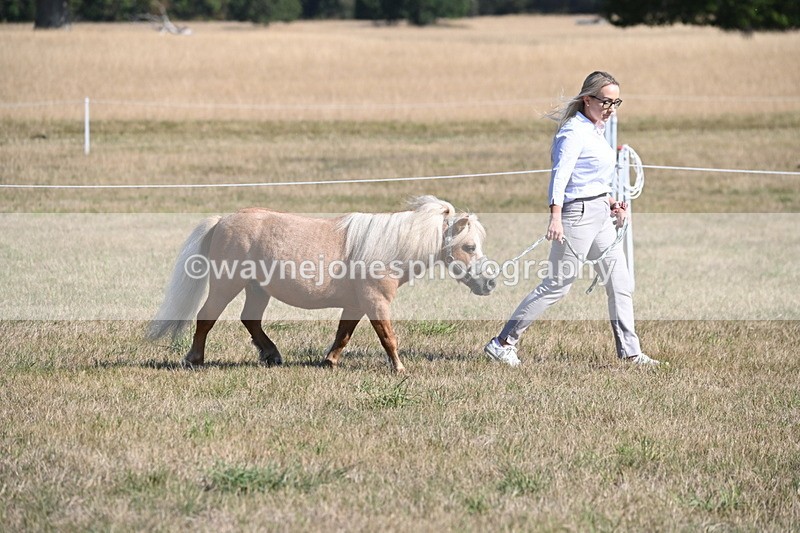 WJ6_7181 - Class 33 Rescue Pony