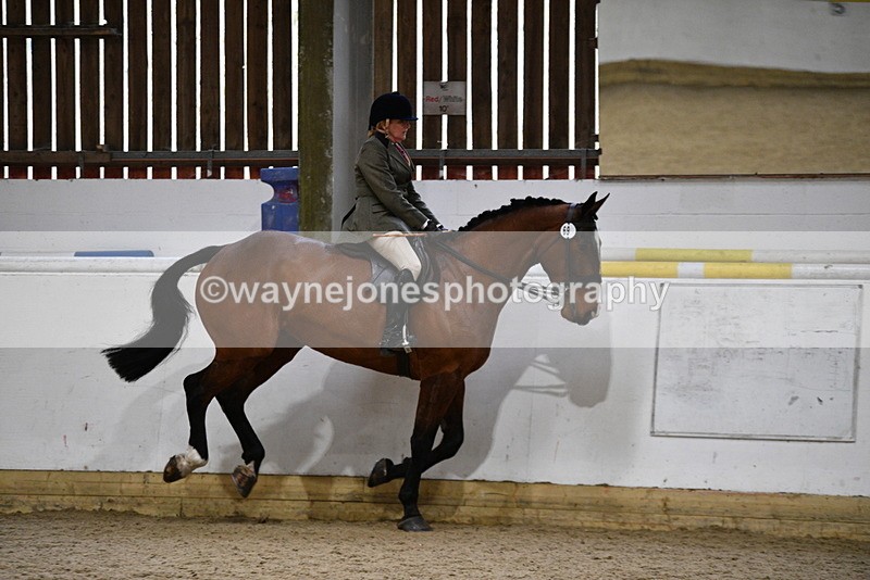 WJ5_9015 - Class 15 Ridden Show Horse
