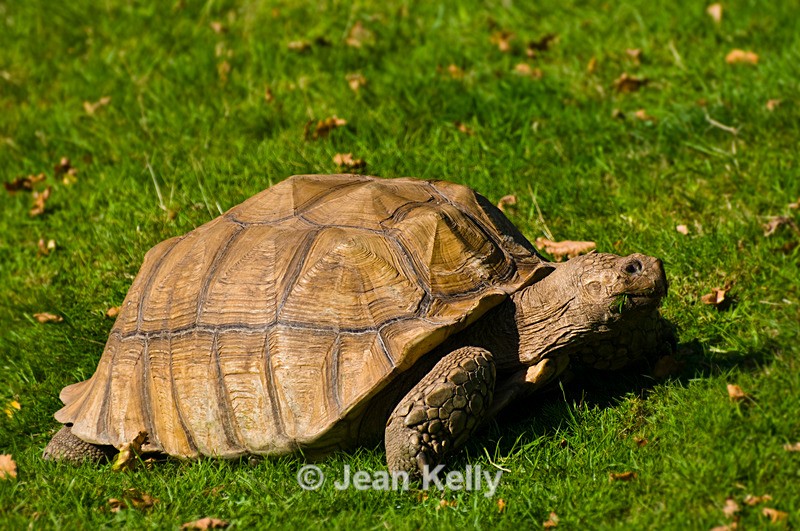 Tortoise - 0513 - Tortoises