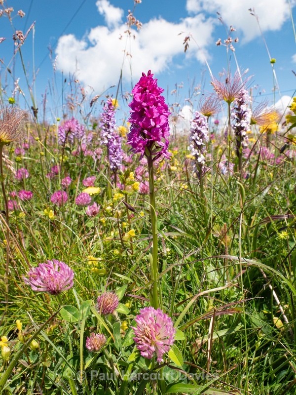 Hybrid vanilla orchid  G. x suaveolens. This is a hybrid between Gymnadenia conopsea  and G. rhellicani. - Wild Orchids