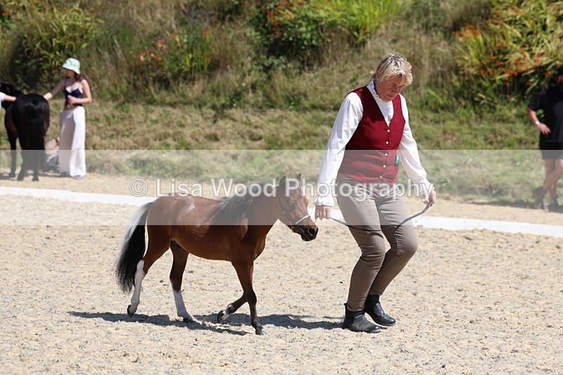 3E7A9512 - Class 30: Mnititature Horse