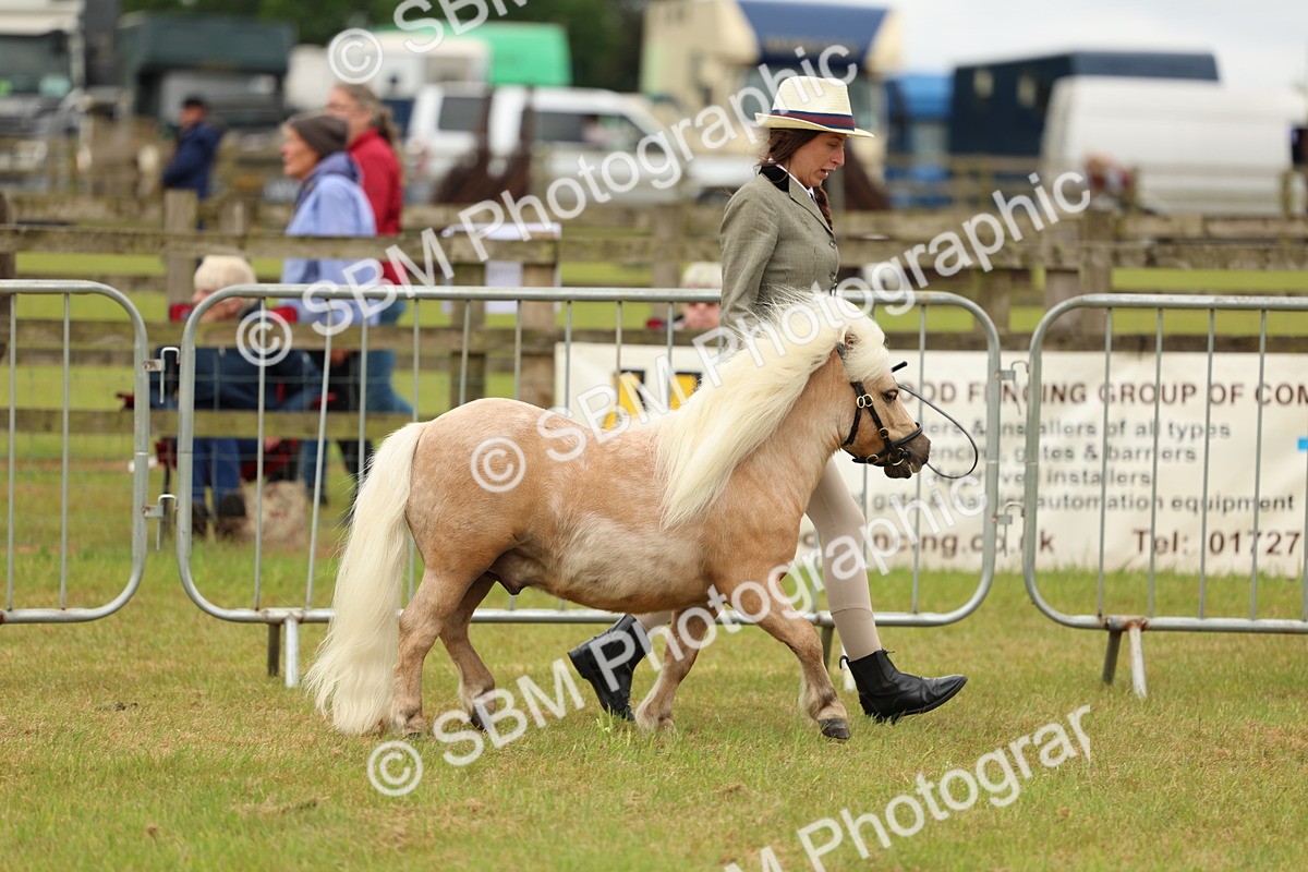SBM_03502 - Class 58-67 - M&M Non Welsh Pony In hand
