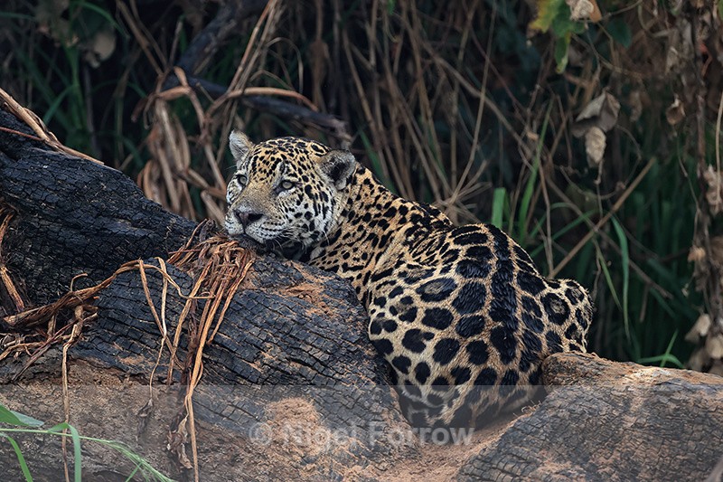 Jaguar Ti resting on charred fallen tree trunk, Pantanal, Brazil - Jaguar