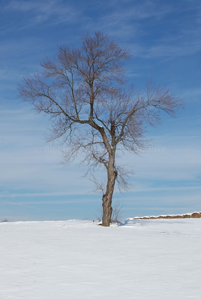 9994 - The Tree Project