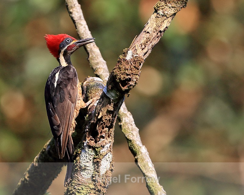 Lineated Woodpecker (male), close view, Costa Rica - Lineated Woodpecker