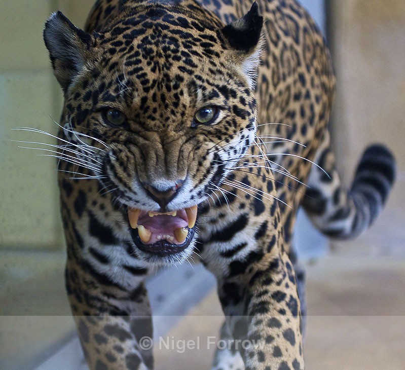 Jaguar close-up - Jaguar