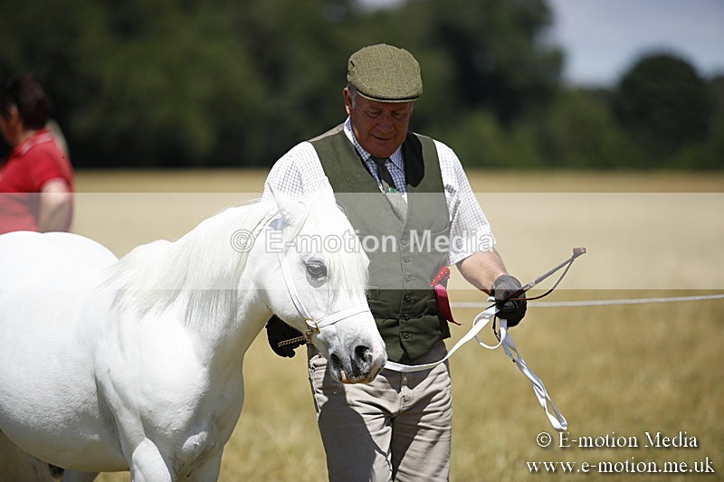 _C7A0083 - In Hand Championship BVRC Show 2018