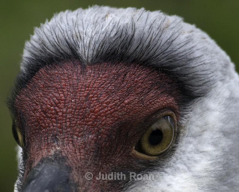 Sandhill Crane - Reifel Refuge