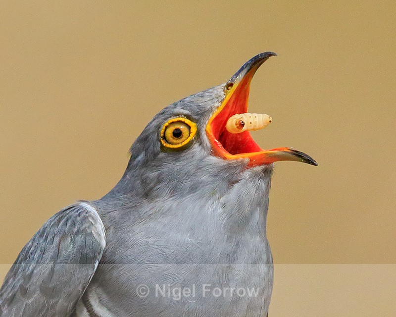 Cuckoo (male) close swallowing caterpillar, Scotland - Cuckoo